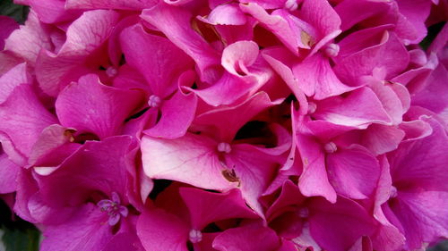 Close-up of pink flowers blooming outdoors