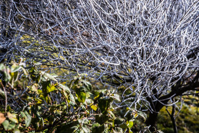 Full frame shot of spider web