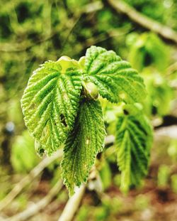 Close-up of green leaves on plant