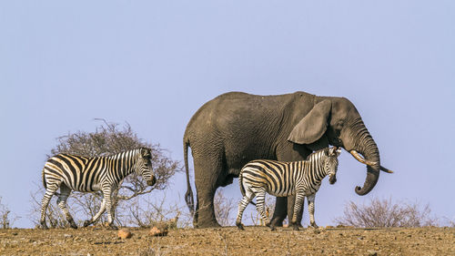 View of elephant on field against sky