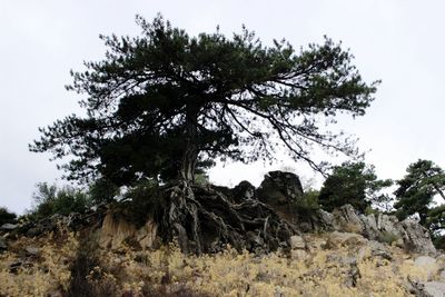 Low angle view of trees on field against sky