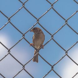 Low angle view of bird resting in a chainlink fence