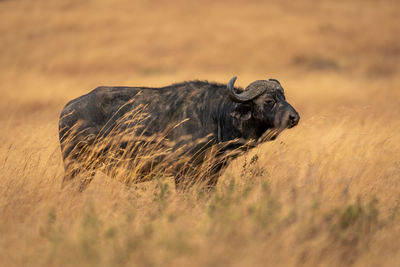 Cape buffalo