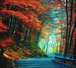 Scenic view of trees against sky