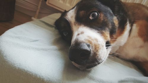 Close-up portrait of dog lying down on bed at home