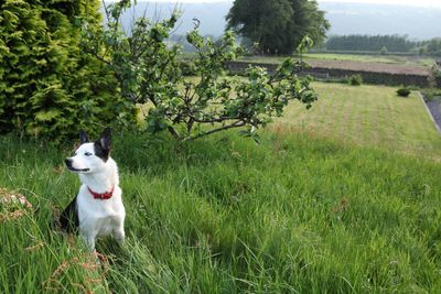 Dog on grassy field