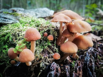 Close-up of mushrooms growing on tree