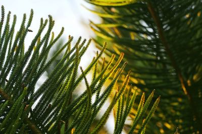 Close-up of pine tree