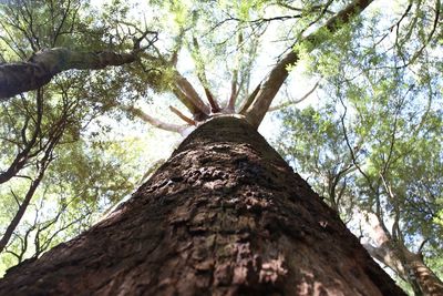 Low angle view of tree trunk against sky