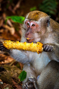 Close-up of monkey eating food