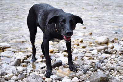 Black dog on beach