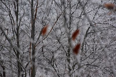 Bare trees during winter