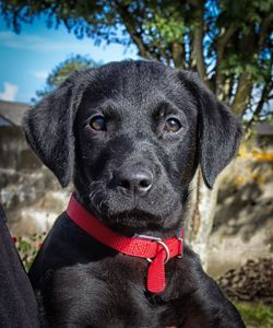 Close-up portrait of dog