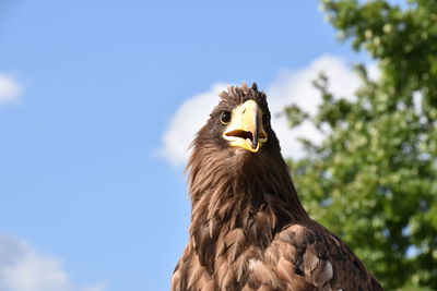 Low angle view of eagle against sky