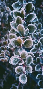 Close-up of frozen plant