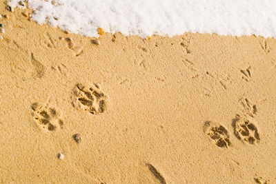 Directly above shot of dog footprint on beach during winter