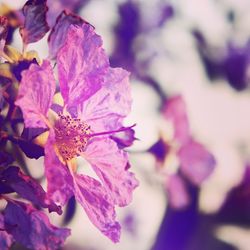 Close-up of pink flowers