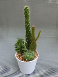 High angle view of potted plants on table