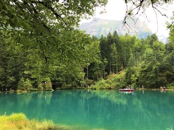 Scenic view of lake by trees in forest