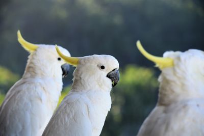 A row of cockatoos 