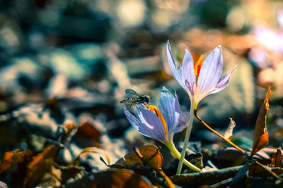 Close-up of insect on purple flowering plant