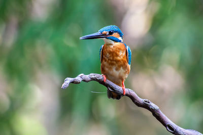 Close-up of bird perching on branch