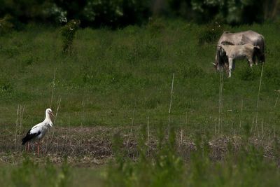 Rabbit on grassy field