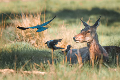 Deer in a field