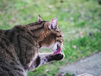 Close-up of cat looking away