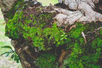 Close-up of moss growing on tree trunk