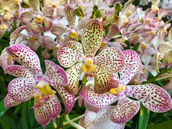 Close-up of flowers blooming outdoors