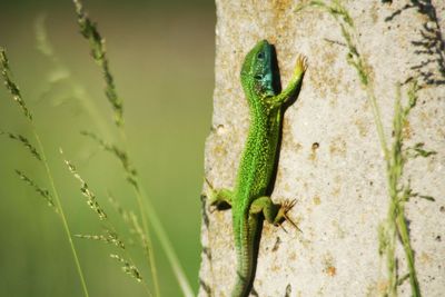 Close-up of a lizard