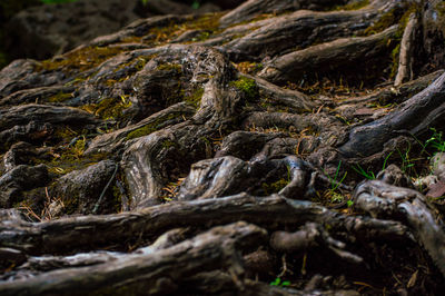 Surface level of roots on ground