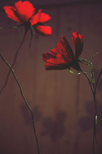 Close-up of butterfly on plant