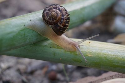 Close-up of snail on leaf