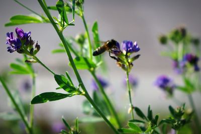 Close-up of bee on purple flower