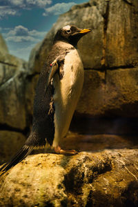 Close-up of bird