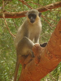 Monkey sitting on tree branch in forest