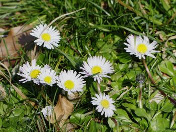Close-up of white daisy flowers on field