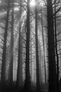 Low angle view of trees in forest