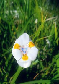 Close-up of flower against blurred background