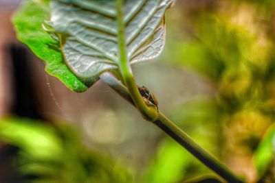 Close-up of insect on plant