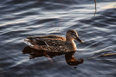 Duck swimming in lake