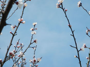 Low angle view of tree against blue sky