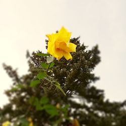 Close-up of yellow flower