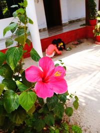 Close-up of pink hibiscus blooming outdoors