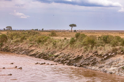 Plants growing on land by river against sky