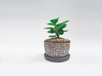 Close-up of potted plant against white background