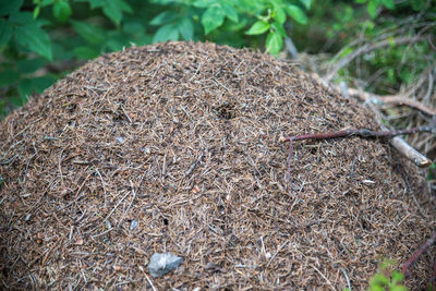 High angle view of nest on field