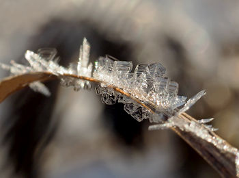 Close-up of insect